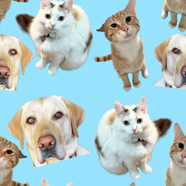 pets Image